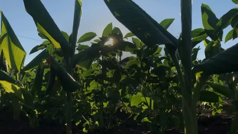 Fuku Bio Saien website animation still showing sunlight through green crop leaves at ground level.